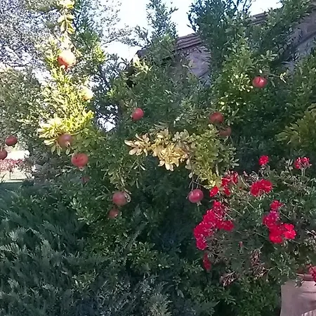 Il Melograno Apartment *